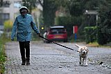 23-10-2026 Breda -Het is volop herfst  en het regent en stormt flink . Toch moet de hond worden uitgelaten. - Fotokrant