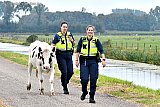 08-09-2020  Breda - Een jonge stier die in de Haagse Beemden uit een weiland was ontsnapt is door handhavers van de openbare weg af gehaald. - Fotokrant