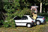 21-10-2021 Breda - De boom is op 2 auto's gevallen. Wonder boven wonder hebben beide auto's geen schade. De  brandweer is al vanaf 7 u bezig met stormschades in de stad. - Fotokrant