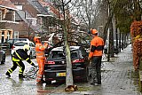 10-03-2019 Breda - In de Valkenierslaan breekt een flinke windstoot een boom finaal af. Deze valt ook op een geparkeerde auto. - Fotokrant