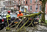 10-03-2019 Breda - De brandweer had heel de middag de handen vol aan de in de stad omgewaaide bomen. - Fotokrant