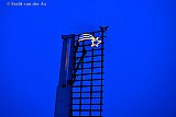 16-12-2019 Ulvenhout - Bovenop de hoogste wieken van Molen De Korenbloem brand in de avond een ster. Het is een baken voor de 3 wijzen uit het oosten.  - Fotokrant