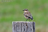12-09-2023 Breda - Aan de rand van de Haagse Beemden zit een Tapuit op een weidepaal. De vogel staat op de rode lijst. - Fotokrant