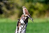 06-09-2020 Breda - Aan de rand van de Haagse Beemden zit een vrouwtjes Torenvalk op de uitkijk. De roofvogel jaagt op de muizen die er door het gras kruipen. - Fotokrant
