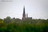 17-04-2026 Breda -  Honderden ganzen zijn neergestreken rond Terheijden. - Fotokrant