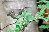 07-06-2026 Breda - Een Tjiftjaf heeft insecten gevangen en vliegt er mee naar zijn nest. - Fotokrant