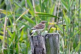 14–09-2019 Breda - Een zeldzame Tapuit zit in de Haagse Beemden op een weidepaal. De zangvogel staat op de rode lijst van beschermde vogelsoorten. - Fotokrant