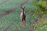 25-04-2022 Breda - Een ree kijkt verbaasd nadat ze is gespot terwijl ze een akker over stak in de Haagse Beemden. - Fotokrant