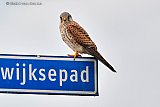 21-04-2024  Breda - Een torenvalk rust even uit op een straatnaambordje aan de rand van de wijk Haagse Beemden. - Fotokrant
