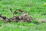 04-08-2025 Breda - Een torenvalk verbergt zich achter wat bruin gekleurde plantenresten die in een veld liggen. - Fotokrant