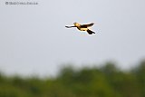 30-05-2026 Breda -Aan de rand van de Haagse Beemden laat een zeldzame Veldleeuwerik zich van grote hoogte naar beneden vallen boven een veld waar de vogel vermoedelijk broed.  - Fotokrant