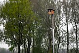 11-04-2026 Breda -   De Valkenkast die midden op een akker staat heeft een bewoner aangetrokken .   De kast is geplaatst om de roofvogels aan nestelruimte te helpen in een voedselrijk gebied. Een vrouwtjes torenvalk kijkt vanuit de nestkast op een akker.  - Fotokrant