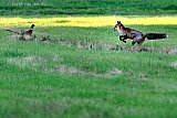 20-10-2022 Breda - Een vos springt aan de rand van de Haagse Beemden vanuit een greppel naar een fazant. De vogel was net iets sneller en overleefde de aanval. - Fotokrant