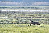 12-02-2025 Breda - Een ree rent over de wetlands ten noorden van de stad. - Fotokrant