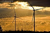 24-07-2023 Breda - Als de zon onder gaat vliegen duizenden vogels tussen de enorme nieuwe windmolens in het buitengebied van de Haagse Beemden. - Fotokrant