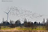 19-03-2022 Breda - Een grote klad vogels heeft de windmolens overleefd en vliegt naar de Vierde Bergboezem om daar te overnachten.  - Fotokrant