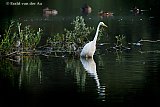 14-08-2019 Breda - In de Vierde Bergboezem is een grote Zilverreiger tussen de buien door opzoek naar voedsel. - Fotokrant