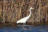 27-11-2022 Breda -  Een Zilverreiger  speurt het water in de Vierde Bergboezem af naar voedsel. Er zijn op dit moment opvallend weinig vogels in het natuurgebied te zien. - Fotokrant