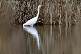 17-01-2021 Breda - Een van de weinige dieren die momenteel te zien is in de Vierde Bergboezem is deze Grote Zilverreiger. - Fotokrant