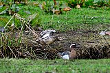 26-03-2024  Breda - Een koppeltje zeldzame Zomertalingen zijn neergestreken in de Vierde Bergboezem. De vogels staan op de rode lijst. - Fotokrant