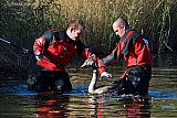 09-10-2022 Breda - Duikers van de brandweer hebben in de Haagse Beemden een  jonge zwaan gevangen. De vogel vertoonde al een paar dagen  raar gedrag. Vermoedelijk door dat het iets geslikt heeft aldus een bezorgde buurtbewoonster. - Fotokrant