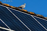 20-04-2022 Breda - De overheid wil de btw op zonnepanelen voor particulieren afschaffen. Dit omdat de huidige regeling administratief te veel werk is voor de belastingdienst. Deze duif voert alvast een inspectie uit. - Fotokrant