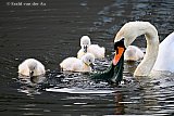 23-05-2026 Breda - Een zwaan bied op een plas in de Haagse Beemden het taaie wier aan haar kuikens aan. - Fotokrant